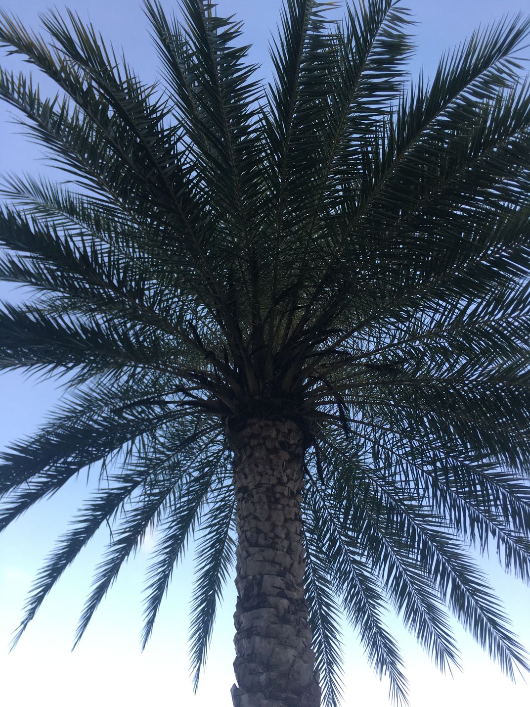 grand palm hoa covenants
