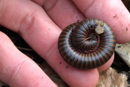 Since the start of the pandemic, people all over the world have increased their time spent with nature.  (Smithsonian National Zoo and Conservation Biology Institute)