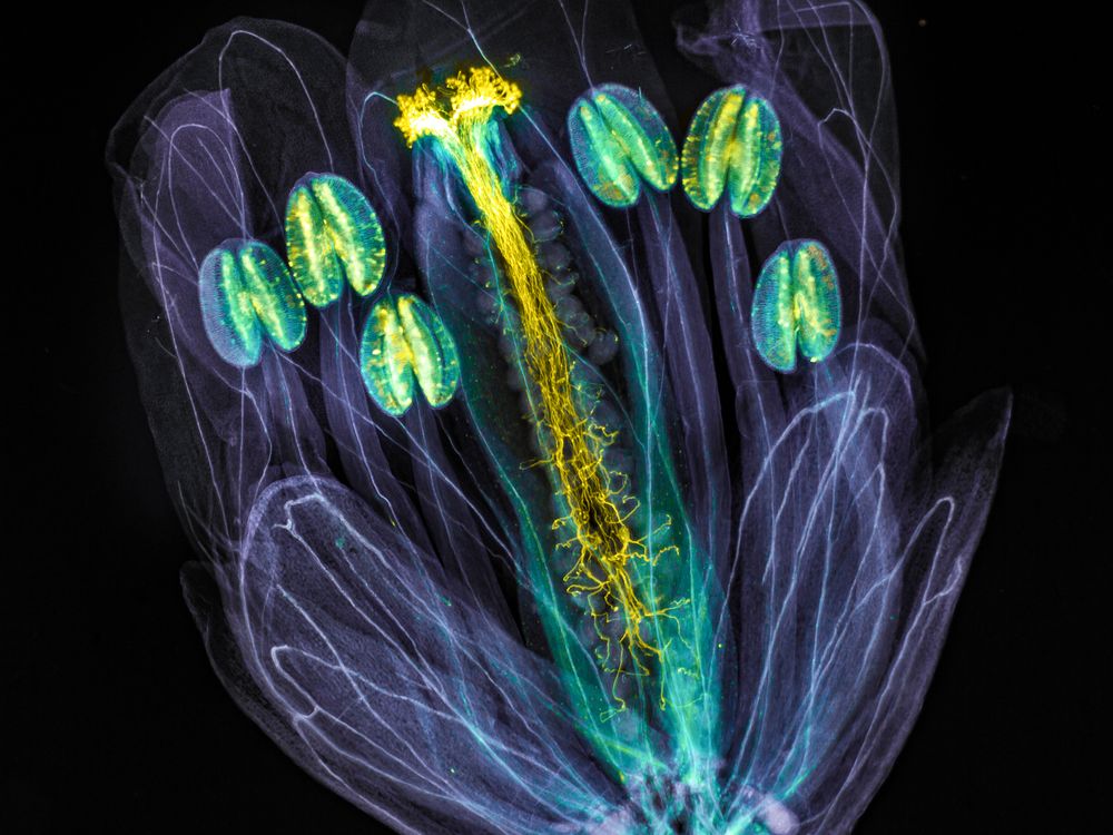 A ghostly looking image of the thale cress flower under a microscope. The flower's petals appear transparent and its anthers and pollen tubes are illimunated in yellow.