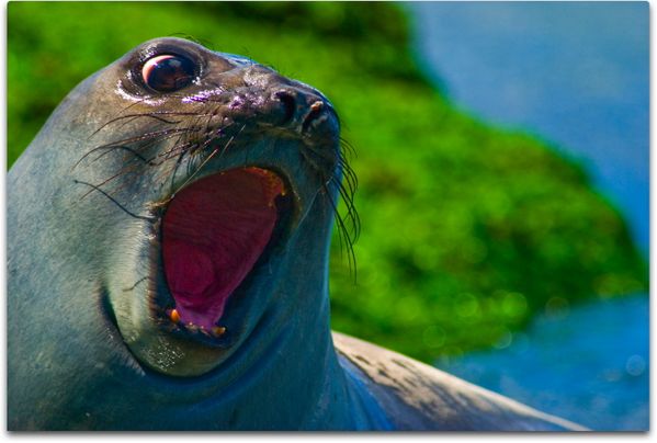Attitude - a female elephant seal playing with other females. thumbnail