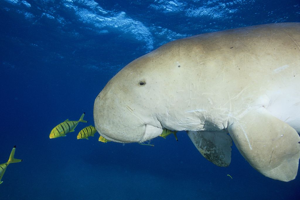 Dugong
