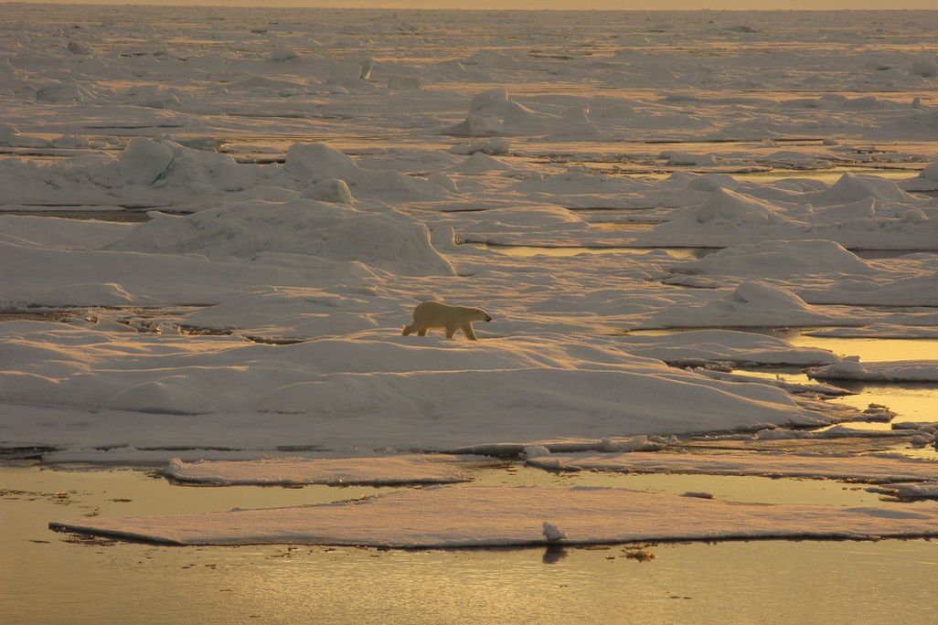 Polar Bear Beaufort Sea