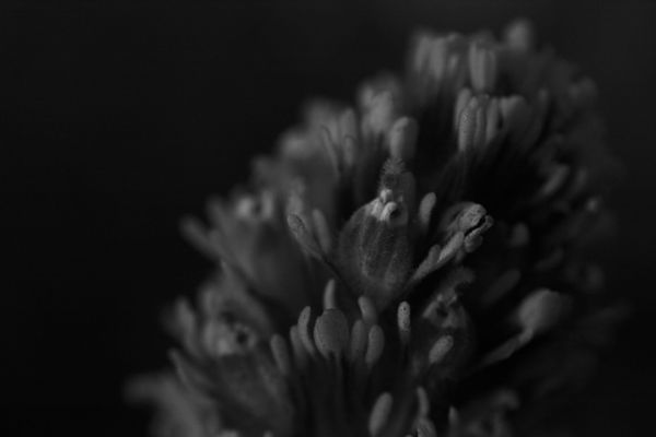 Wildflower at Dawn (Black & White) thumbnail