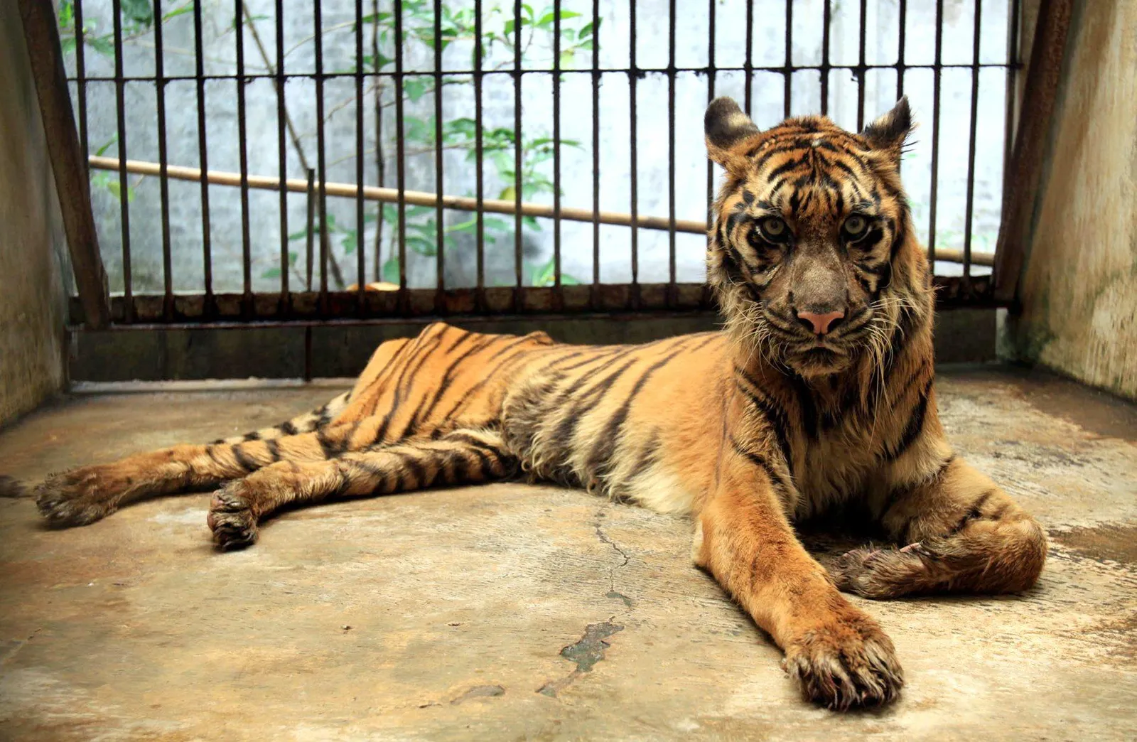 How Indonesia's “Death Zoo” Got Its Grisly Reputation | Smart News|  Smithsonian Magazine
