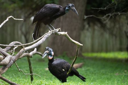 It's easy to spot the difference between Karl and Karoline (even without Karl’s beak). Karoline is smaller and has a blue and black throat sack. Like other male Abyssinian ground hornbills, Karl has a red and blue throat sack.