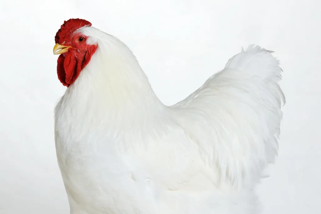 09_30_2014_wyandotte chicken.jpg