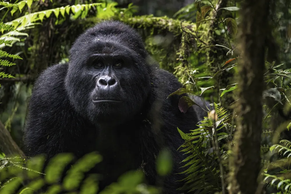 Deep in Bwindi Impenetrable Forest, we tracked mountain gorillas for hours, an experience that felt surreal with only about 300 left here. Uganda’s eco tourism offers vital support for their protection, and reaching Bwindi on rough, muddy roads made the encounter even more memorable.