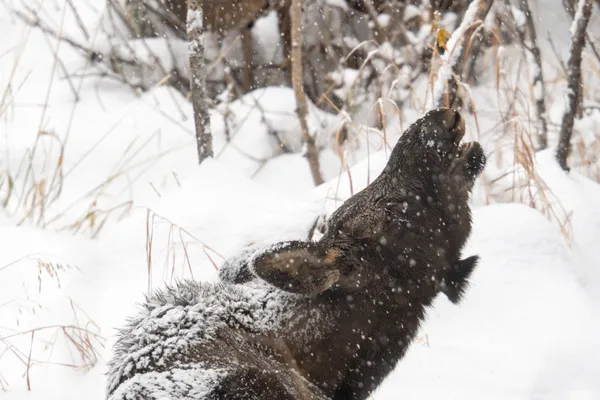 Moose calf catching snow flakes thumbnail