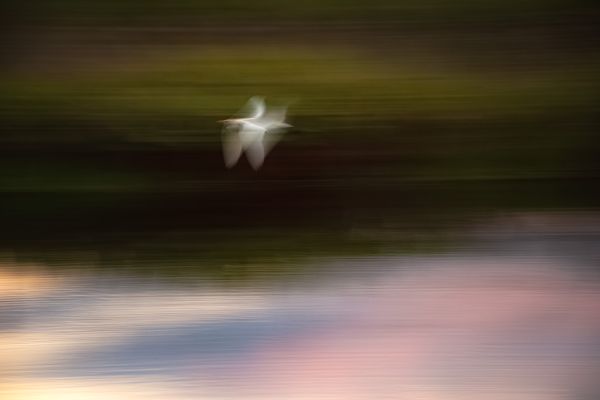 Bird in Flight thumbnail