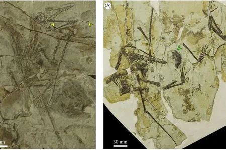 Scientists examined two&nbsp;Kunpengopterus sinensis&nbsp;specimens. The green arrows indicate the pellets and the yellow arrows indicate the isolated fish scales.