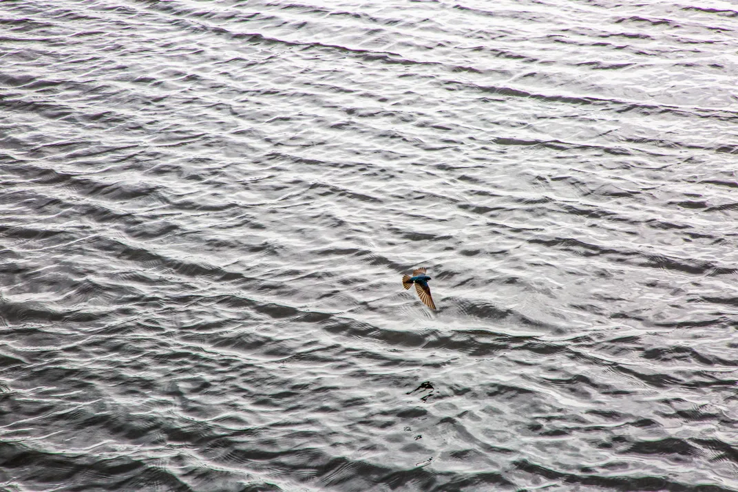 A tree swallow soars over Yellowstone Lake