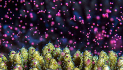 How Lunar Cycles Guide the Spawning of Sea Creatures