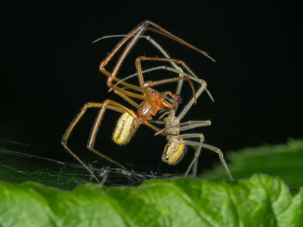 Dance of the Candy-striped Spiders thumbnail