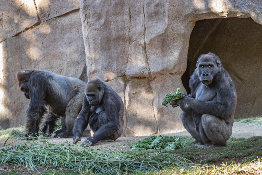 Three gorillas sit in a zoo exhibit, one holds a leaf and looks at the camera