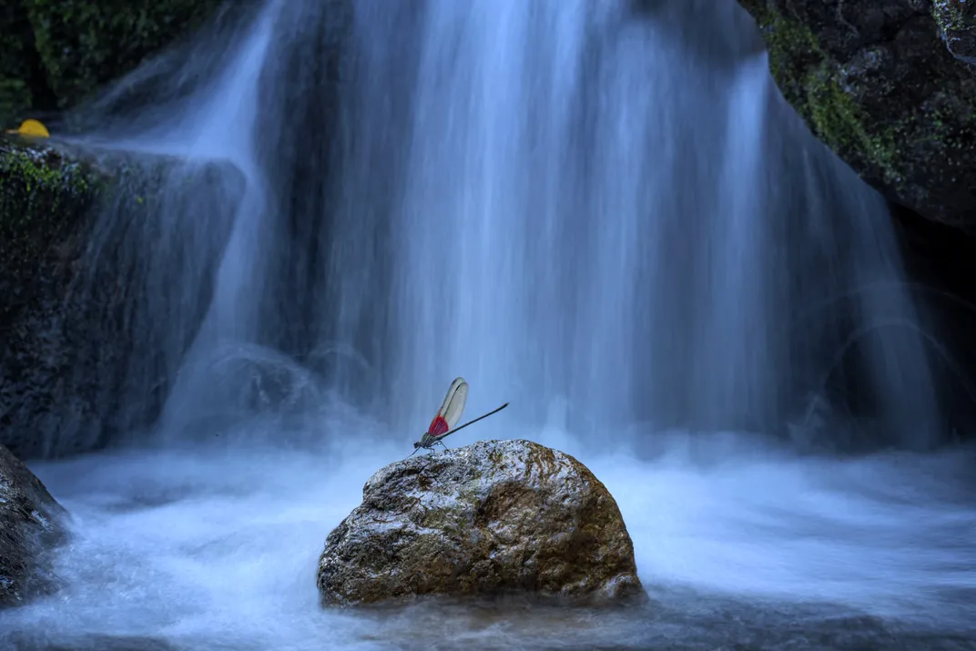Damselfly on rock in front of waterfall