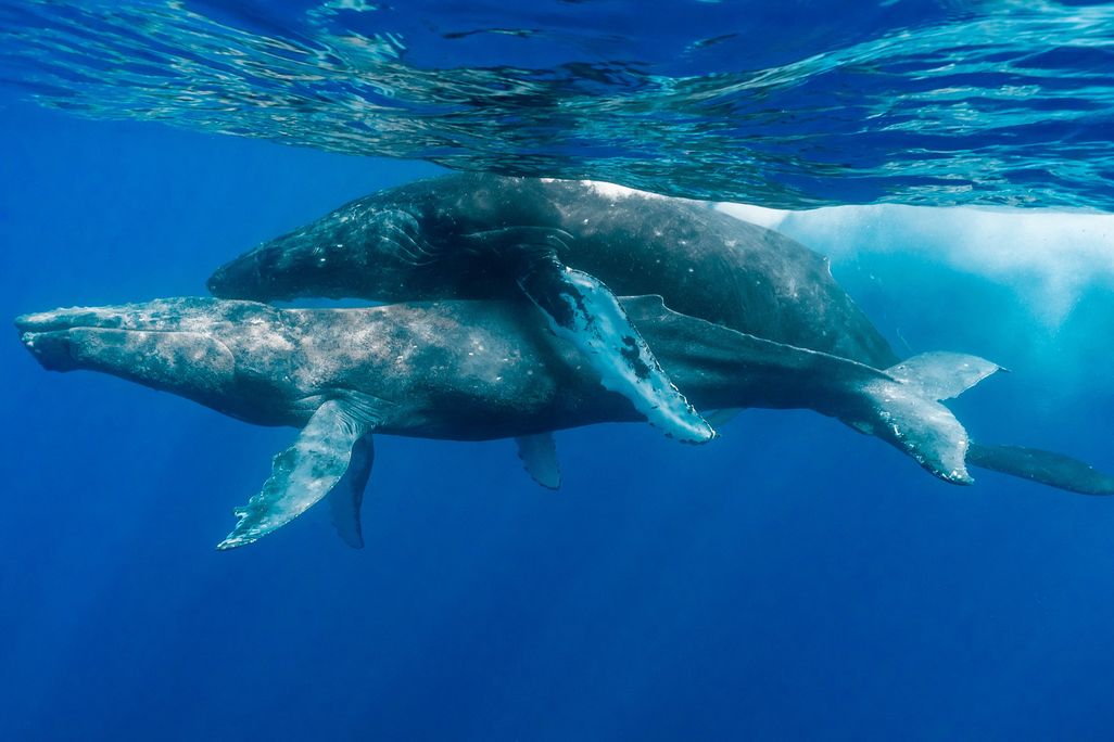 Underwater photo of one humpback whale on top of another humpback whale