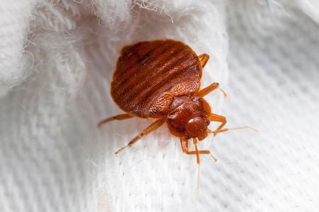 A blood-sucker creeping around on a potential victim's pristine white sheets.