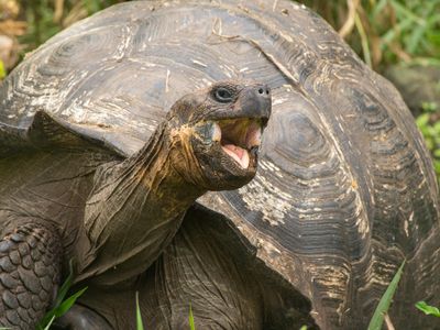 Today's Galapagos tortoises mostly feature dome-shaped shells, like the one shown here. But researchers have found some that have the saddleback-shaped shells and longer necks that once characterized extinct Floreana and Pinta tortoises.