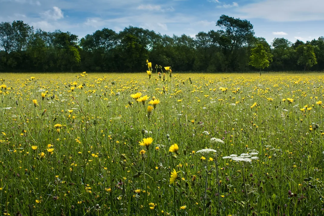 Eades Meadow, Worcestershire, England.Preserved ancient meadow land ...