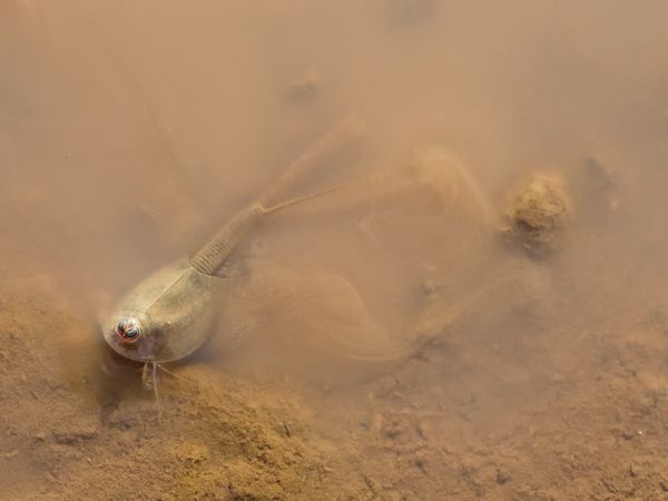 Triops laying eggs in a mud puddle thumbnail