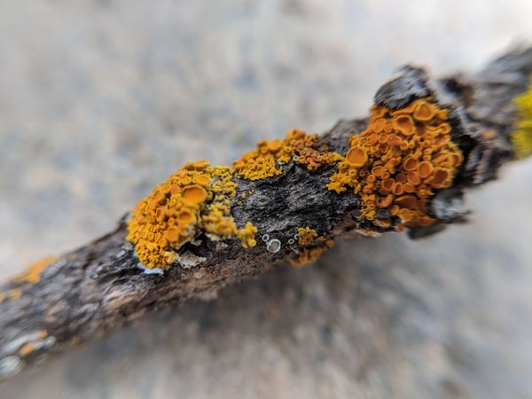 Zoomed in Fungi on a Little Twig thumbnail