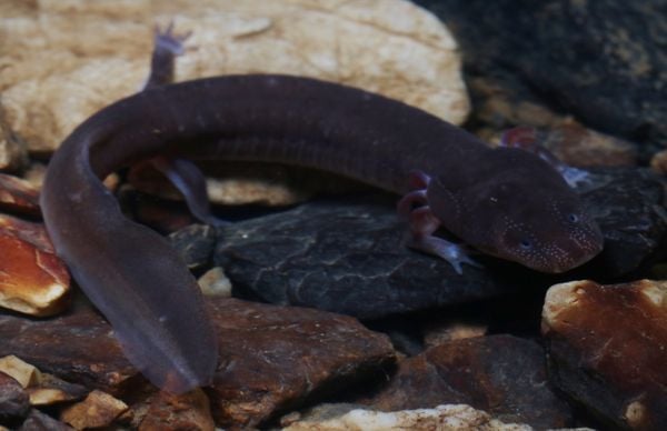 The Endangered Berry Cave Salamander thumbnail