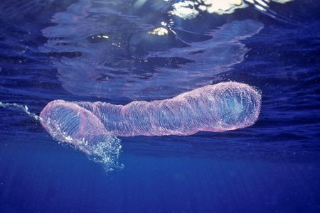 Hawaii, three foot long egg mass, the product of a species of open ocean squid.