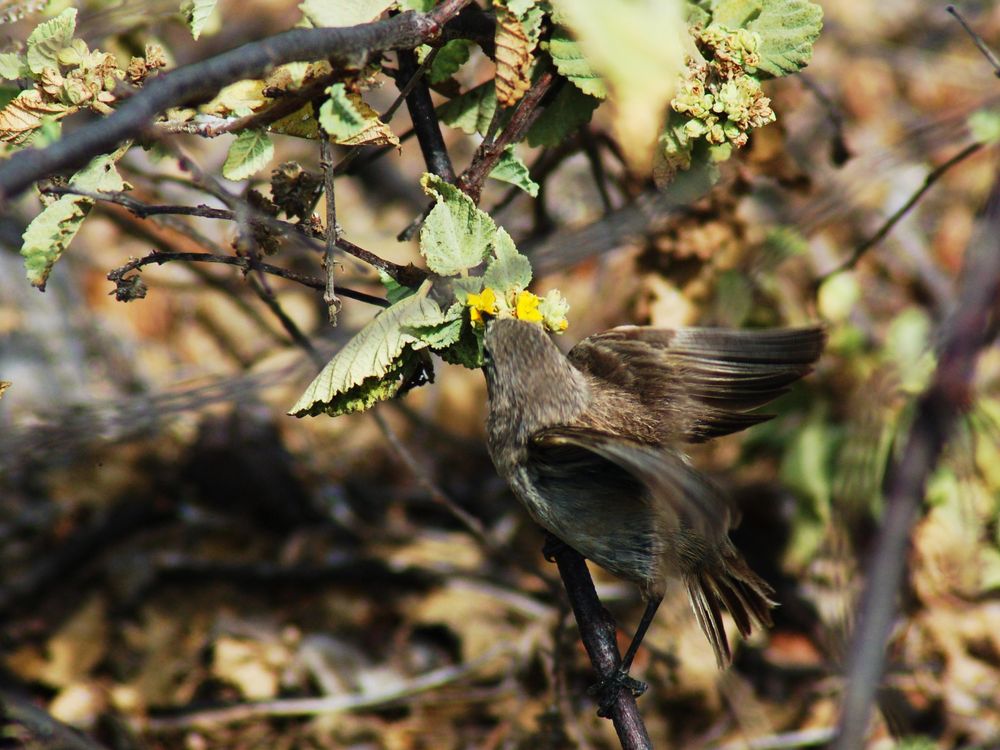 Vampire finch sips nectar from yellow flower blossom, appearing camouflaged into the branches