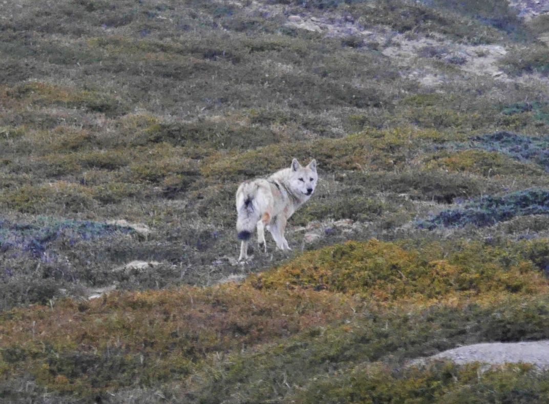 Himalayan Wolf In the Mountains