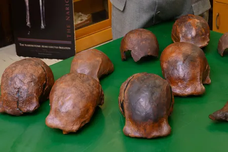 Several Homo erectus skulls were recently identified as the youngest known fossils of the species, some 108,000 to 117,000 years old. These fossil replicas are housed at the University of Iowa. 