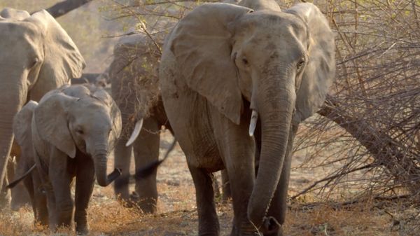Preview thumbnail for How Adult Elephants Help Feed Younger Herd Members