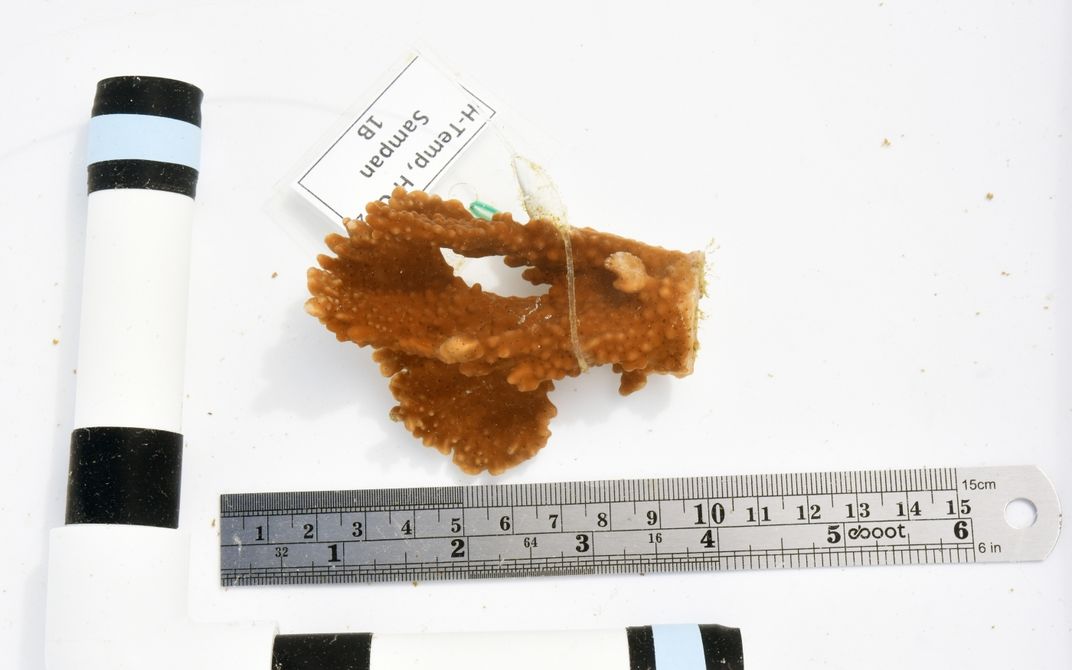 A fragment of orange-brown coral above a ruler and a piece of PVC pipe