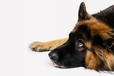 Winston, a 100-pound longhaired German shepherd, is a veteran participant in a series of research projects at Yale.
