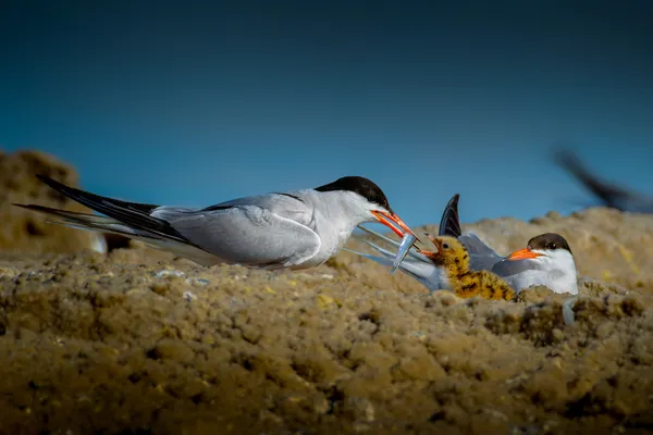 A Beak that Kills to Give Life thumbnail