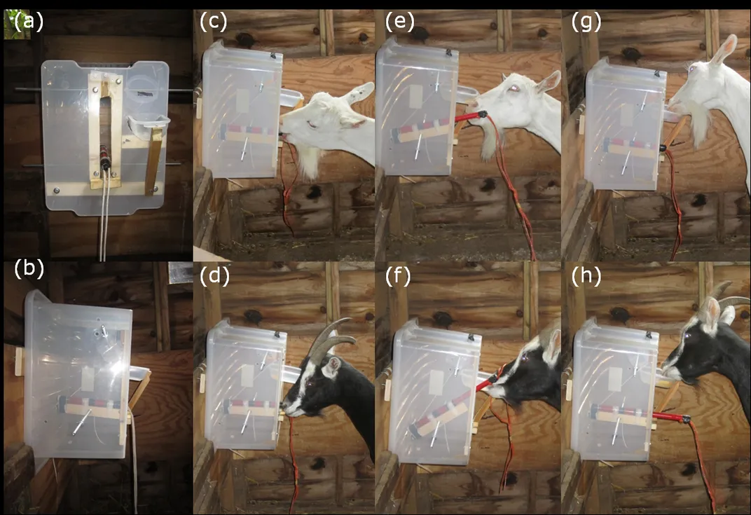 A step-by-step demonstration of two goats solving the box puzzle to retrieve a food award. Photo: Queen Mary University of London