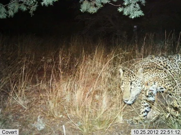 a jaguar seen in front of tall grasses, the animal just coming into the frame from the right