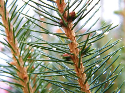 Needle drop is one of the traits plant scientists at the Christmas Tree Research Center at Dalhousie University are hoping to improve.