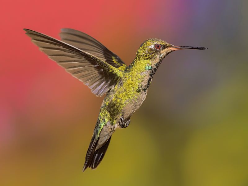Hummingbird, wings in the wind Smithsonian Photo Contest