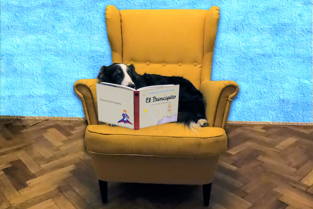 An artist's photo illustration of a dog in a big yellow chair looking at a Spanish version of the book The Little Prince