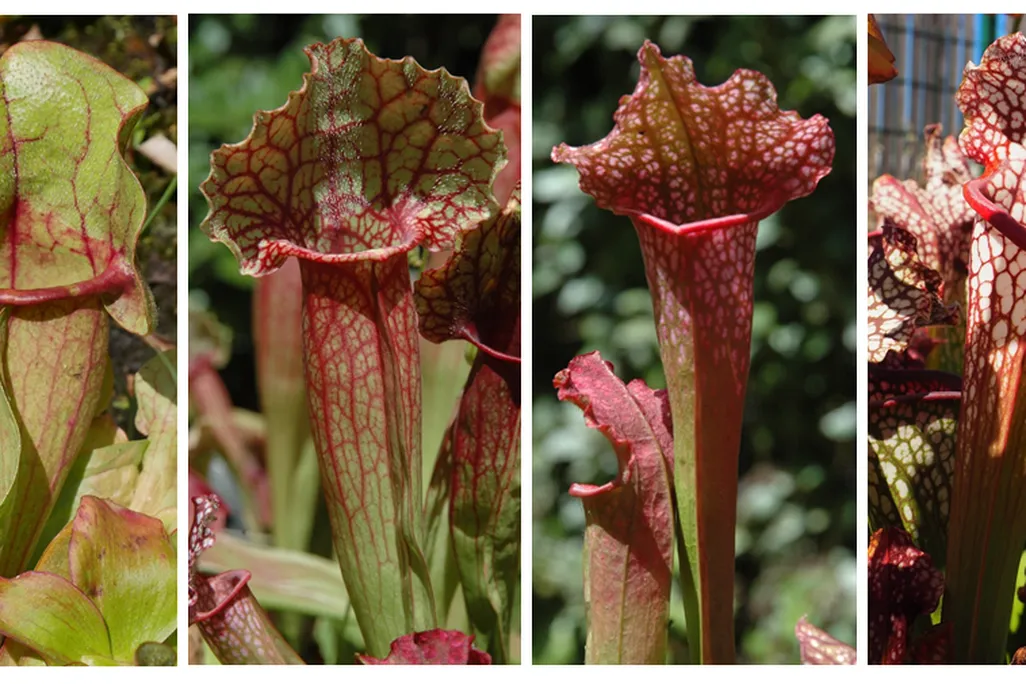 Collage of four species of pitcher plants