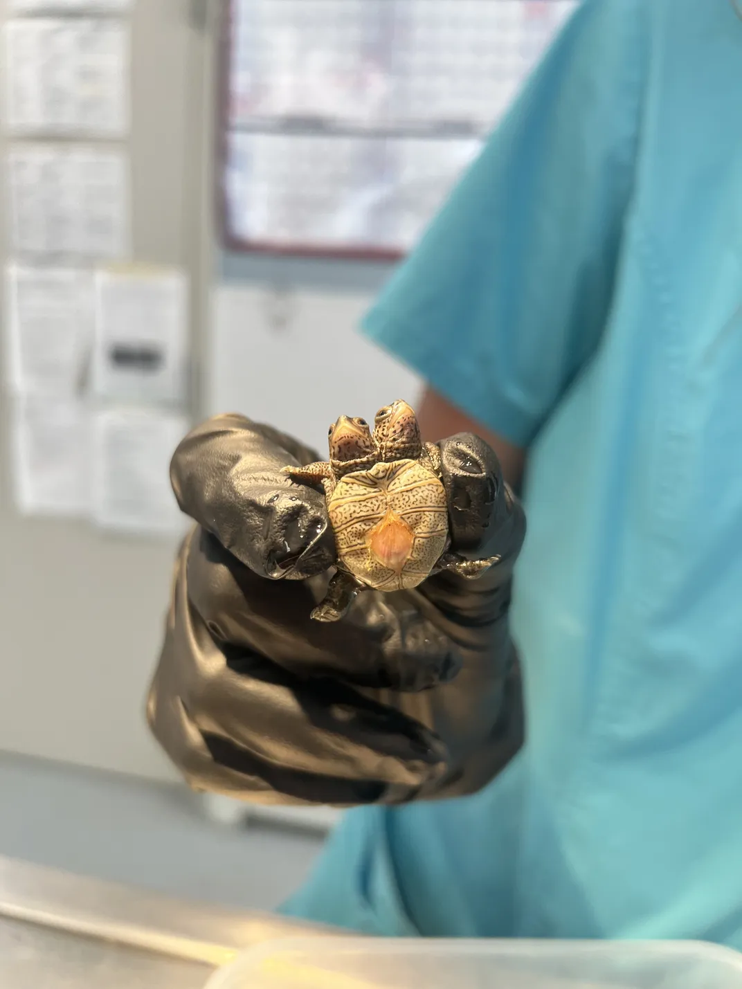 A person holding up a tiny two-headed turtle