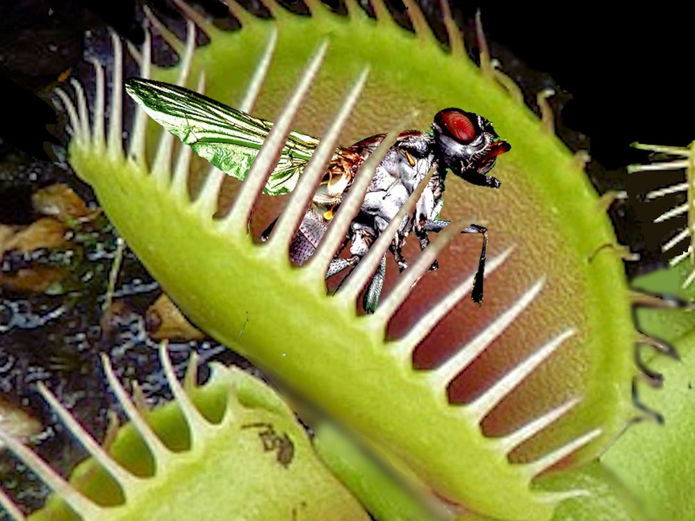 The Venus Flytrap isn't the only meat-eating plant. venus-flytrap-2667...