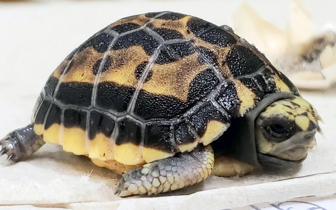 A 2-month-old spider tortoise, a small tortoise with scaly skin and a black and yellow carapace (shell).