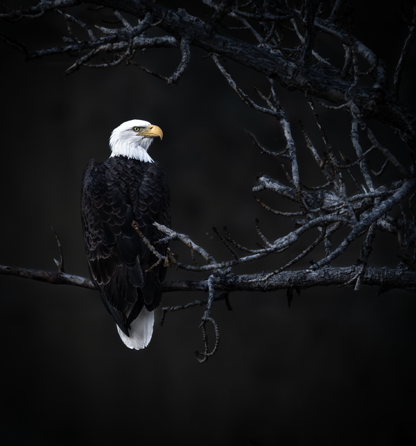 A Beacon of Hope - Bald Eagle Perches in a Burn Scarred Forest thumbnail