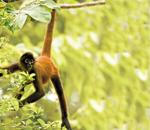 Wild-Things-spider-monkey-1.jpg