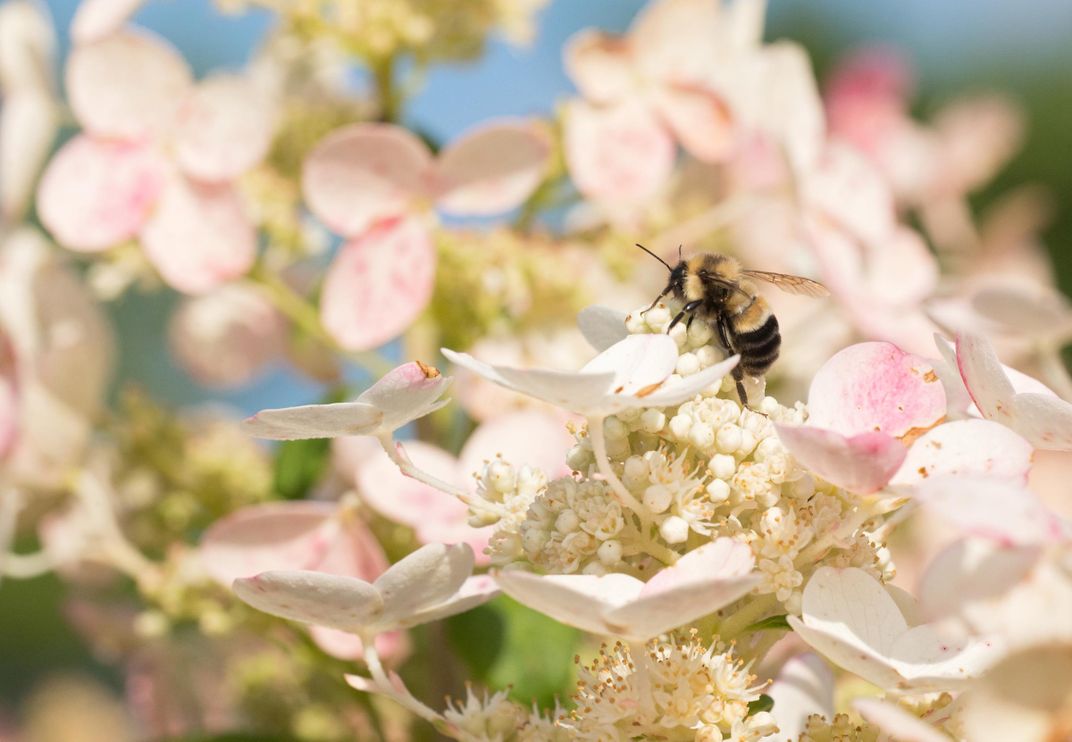 The Bee That Breaks Your Heart, Science