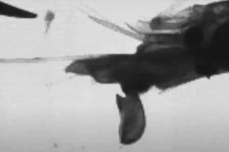 Snapping shrimp create an air bubble in the water when they clamp their claws shut.