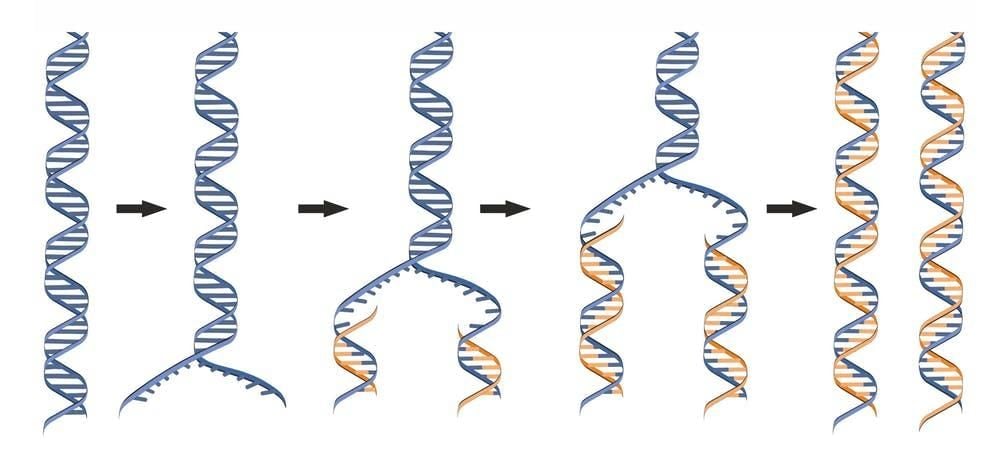 DNA Replication Diagram