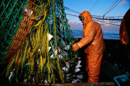 A fisher in New England empties cod from a drag net.