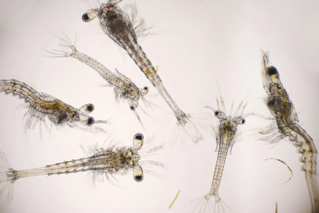 six transparent-looking shrimp larvae